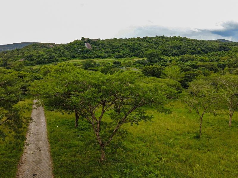 An aerial view of a vacant residential plot featuring natural vegetation, mature trees, and a paved driveway leading into the property.