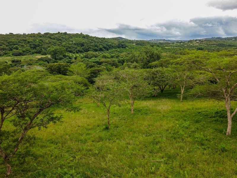 A scenic view of the lush, green vacant land featuring mature indigenous trees and rolling hills in the background.