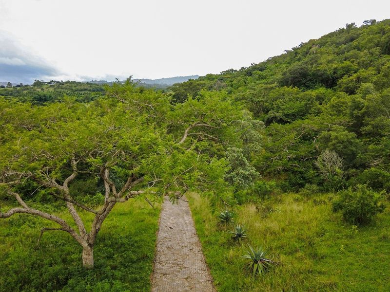 A scenic view of a vacant residential plot featuring a paved pathway winding through lush green vegetation and mature trees.