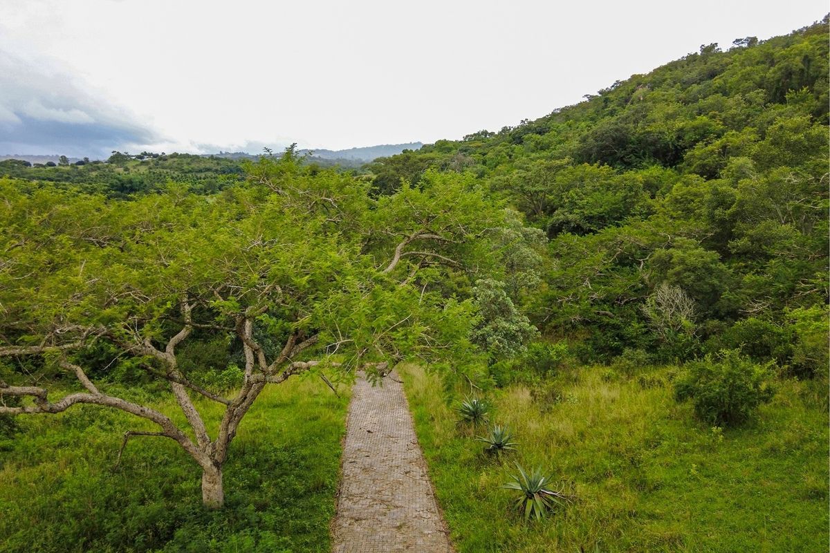 A scenic view of a vacant residential plot featuring a paved pathway winding through lush green vegetation and mature trees.