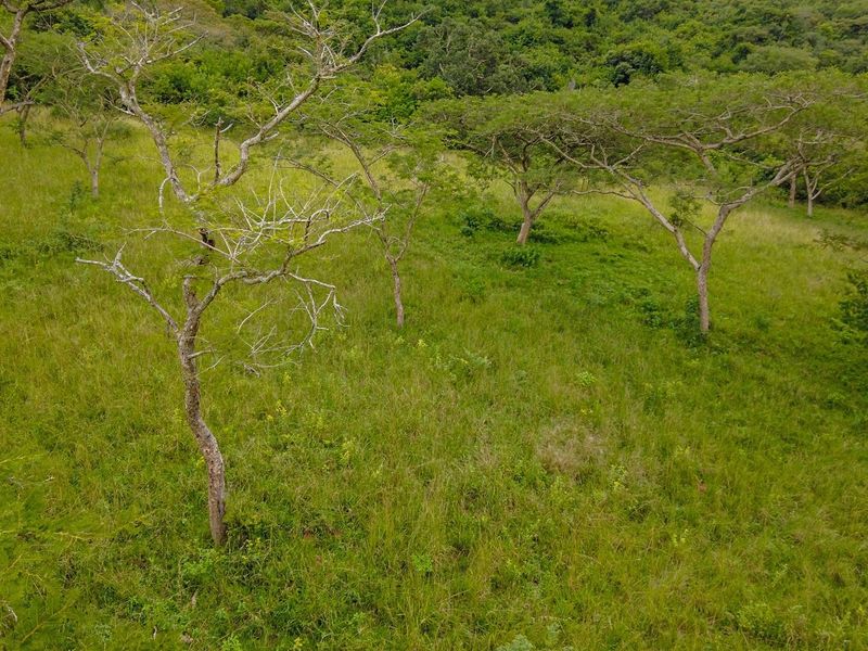 An elevated view of a vacant residential plot featuring natural grass and mature indigenous trees, offering a peaceful and scenic landscape.