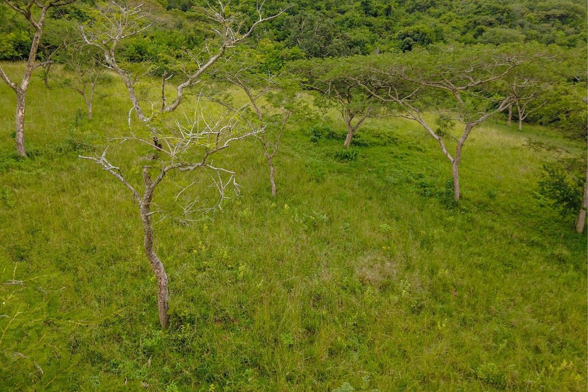 An elevated view of a vacant residential plot featuring natural grass and mature indigenous trees, offering a peaceful and scenic landscape.