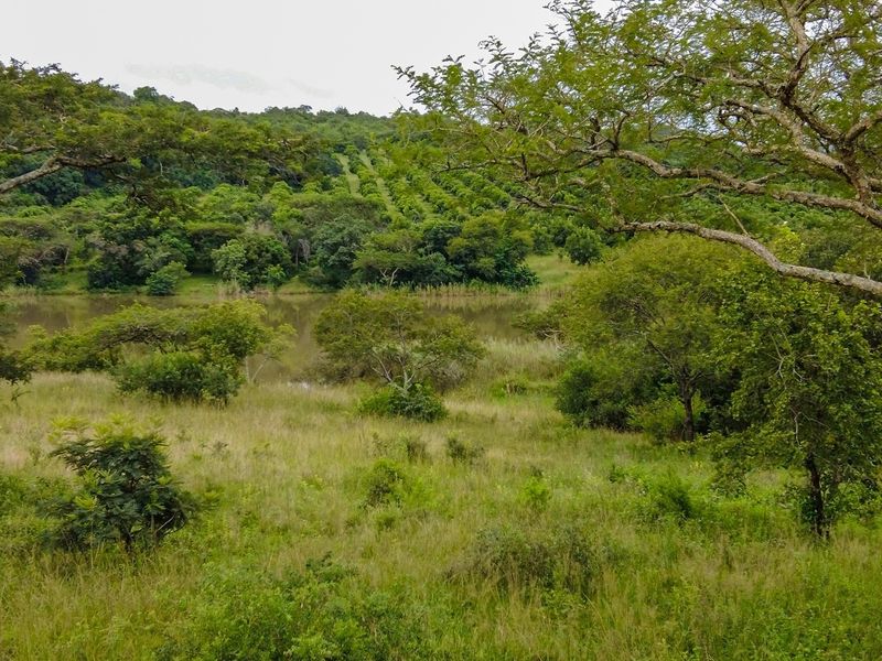 A scenic view of the vacant residential land featuring natural vegetation, mature trees, and a tranquil pond in the background.