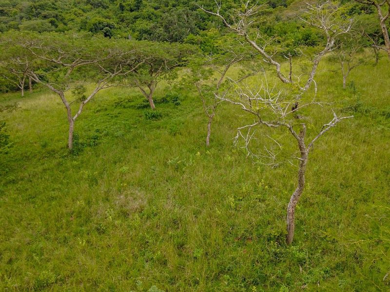 An aerial view of a vacant residential plot featuring natural grass cover and established indigenous trees, offering a peaceful and scenic landscape.