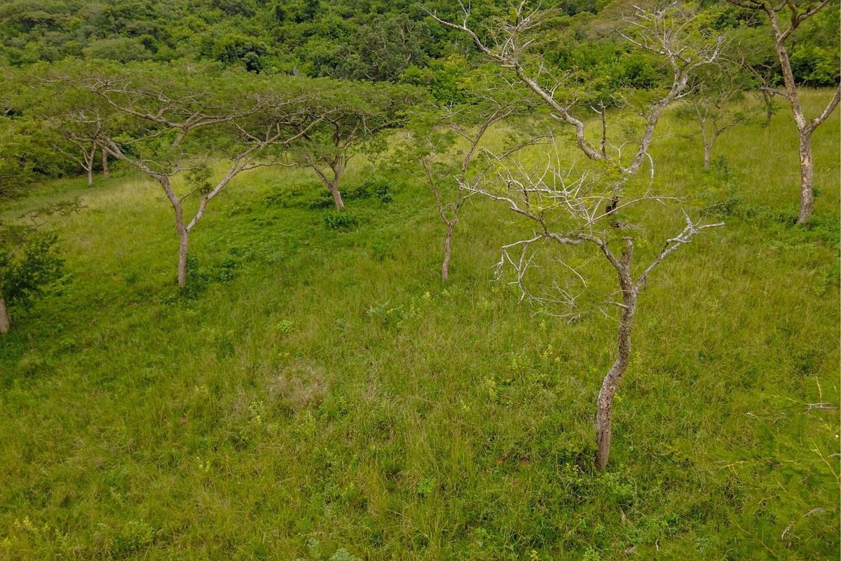 An aerial view of a vacant residential plot featuring natural grass cover and established indigenous trees, offering a peaceful and scenic landscape.
