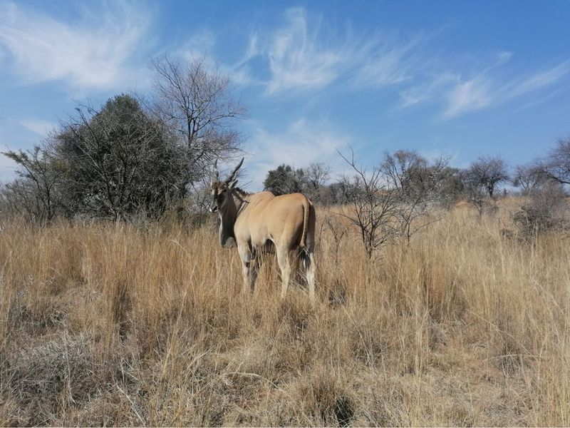 A view of the vacant land featuring natural dry grass and indigenous trees.