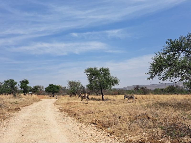 A view of a vacant residential plot featuring a gravel access road, natural dry grassland, and indigenous trees.