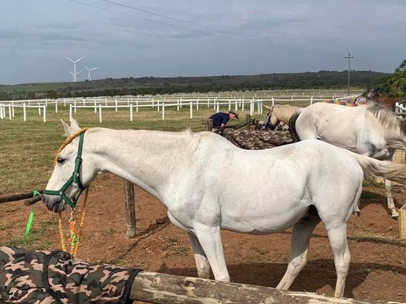 Twin Valley Nature Estate: A Paradise for Horse Lovers - Photo 6