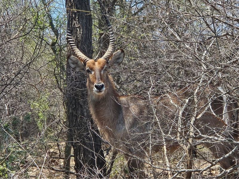 A photograph of a waterbuck in a natural, wooded environment on the property.
