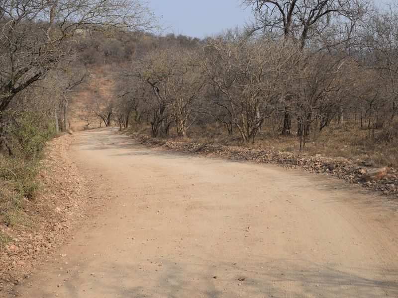 A view of an unpaved access road winding through natural bushveld vegetation on the residential land.