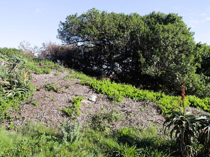 A view of a sloped, undeveloped residential plot featuring established indigenous vegetation and mature trees.