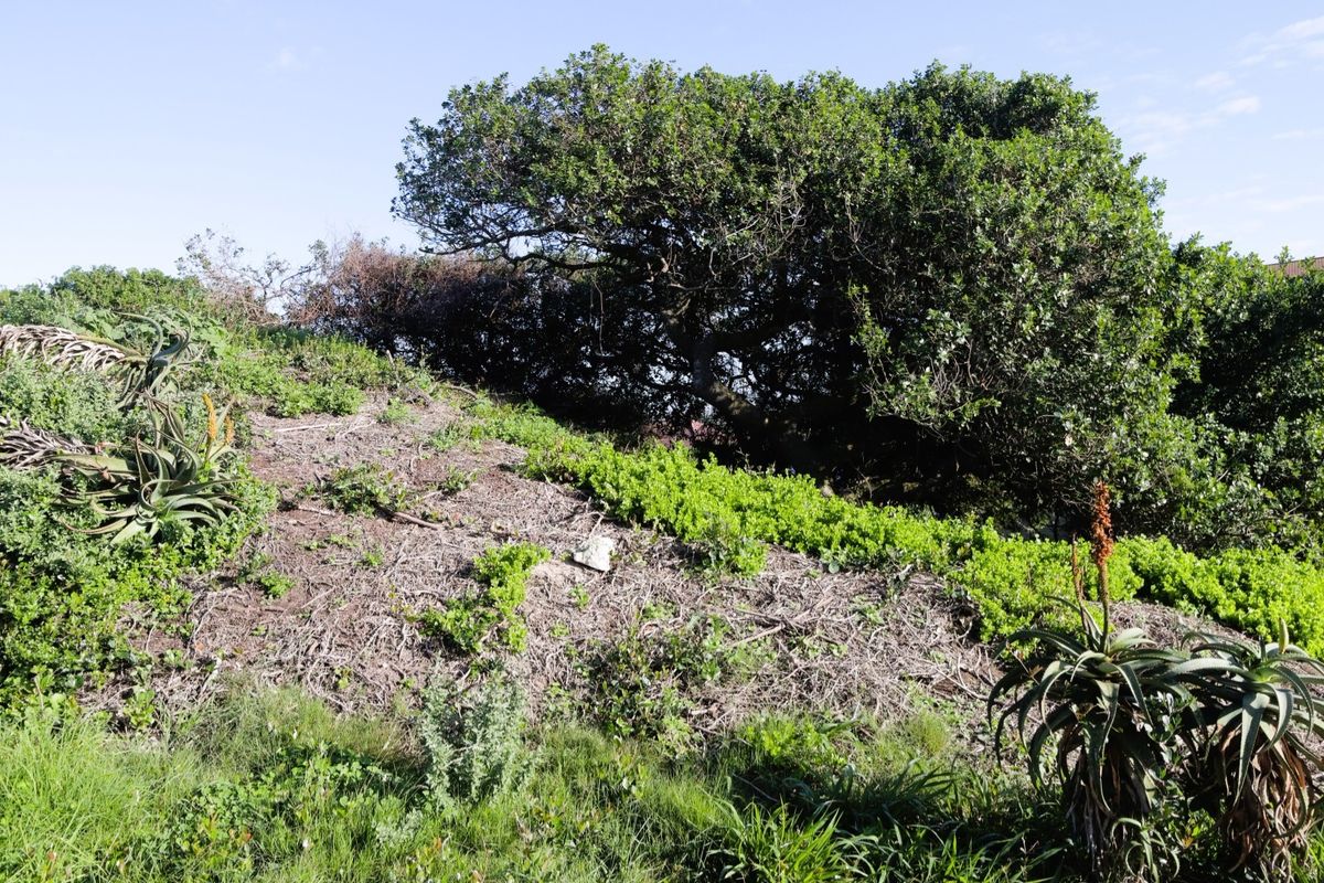 A view of a sloped, undeveloped residential plot featuring established indigenous vegetation and mature trees.