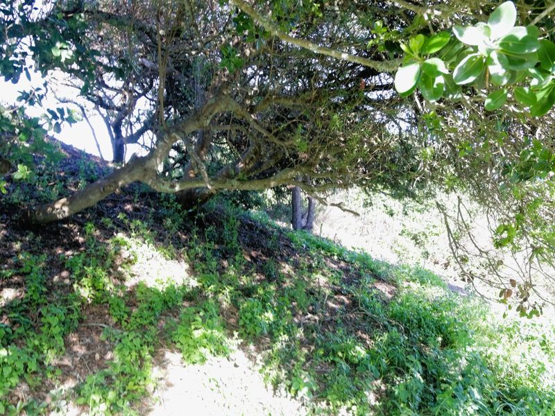 A view of the sloped, naturally vegetated terrain featuring mature trees on the residential land parcel.