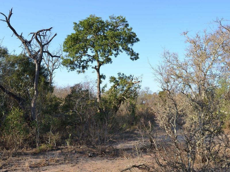 Embrace the Wild: Your Dream Estate Awaits in Moditlo - Photo 4