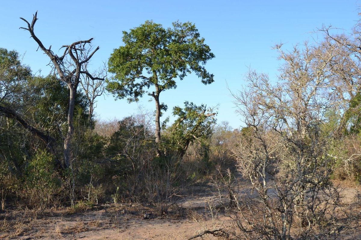 Embrace the Wild: Your Dream Estate Awaits in Moditlo - Photo 4