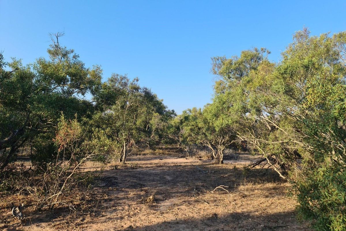 Embrace the Wild: Your Dream Estate Awaits in Moditlo - Photo 3