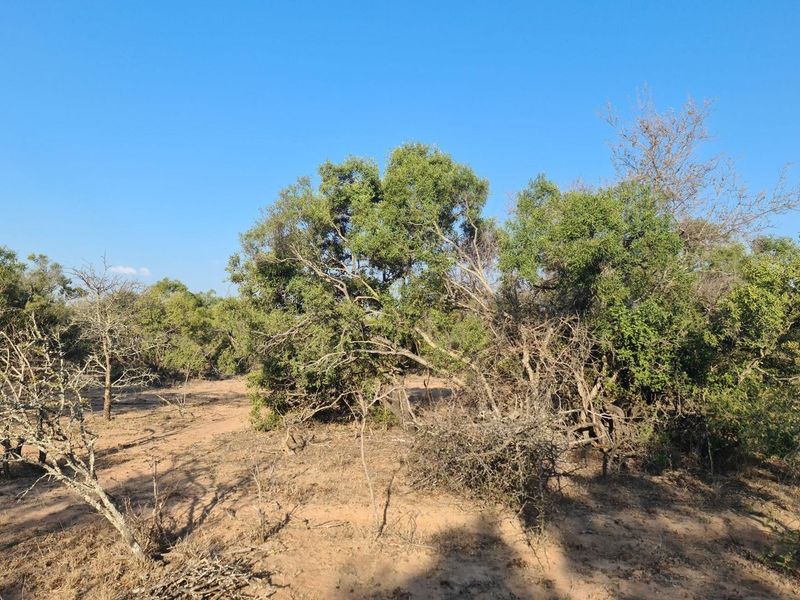 Embrace the Wild: Your Dream Estate Awaits in Moditlo - Photo 7