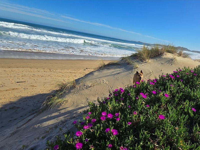 A Rare Coastal Sanctuary in the Western Head Conservancy - Photo 5