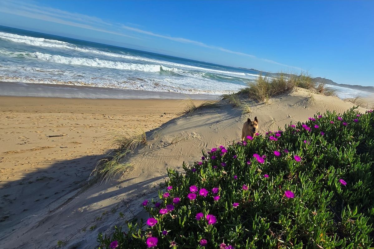A Rare Coastal Sanctuary in the Western Head Conservancy - Photo 5