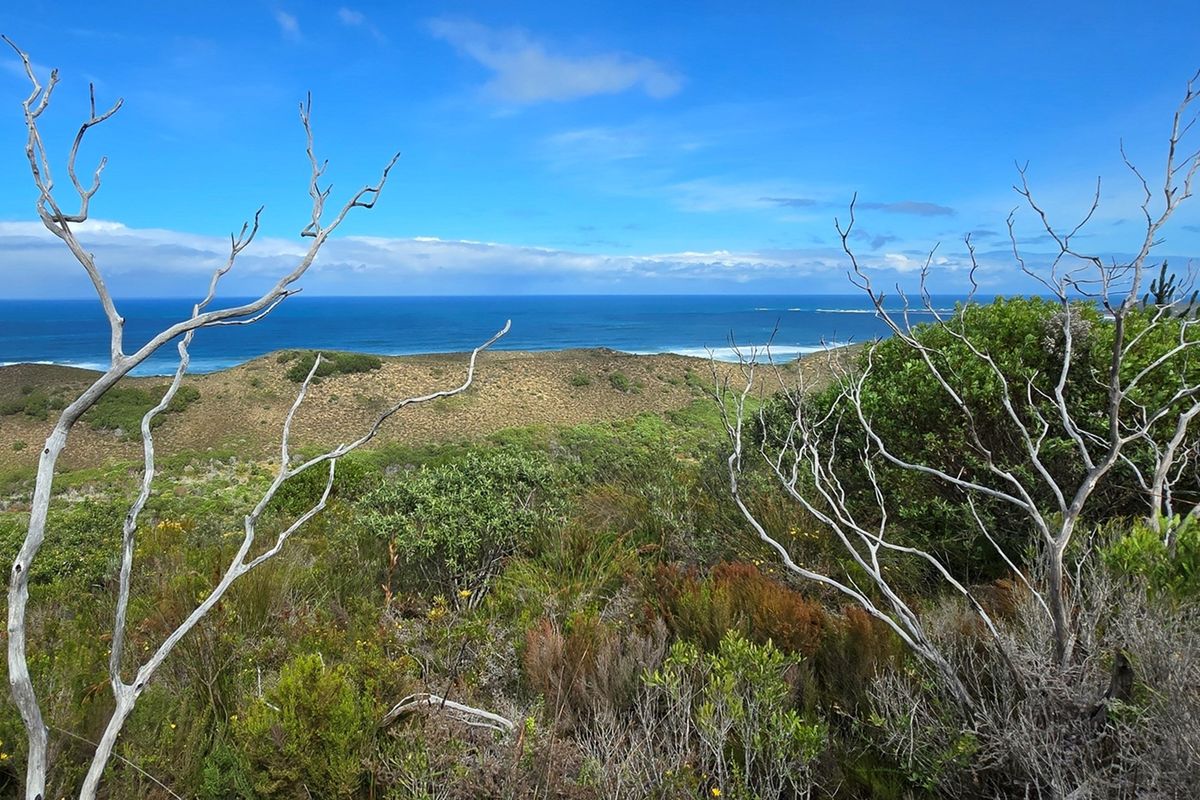 A Rare Coastal Sanctuary in the Western Head Conservancy - Photo 3