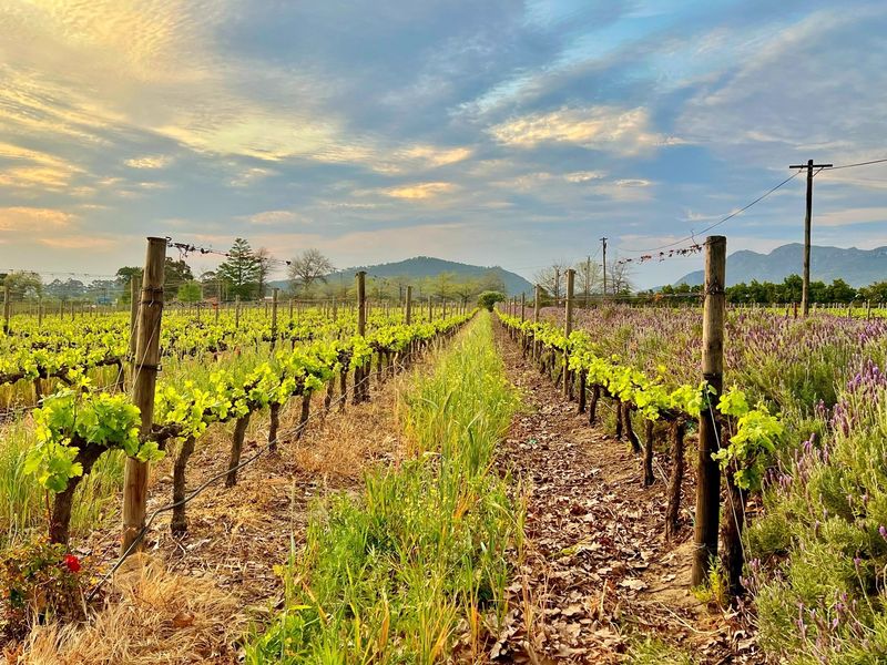 Prime Location With Exceptional Views “Franschhoek Valley” - Photo 6