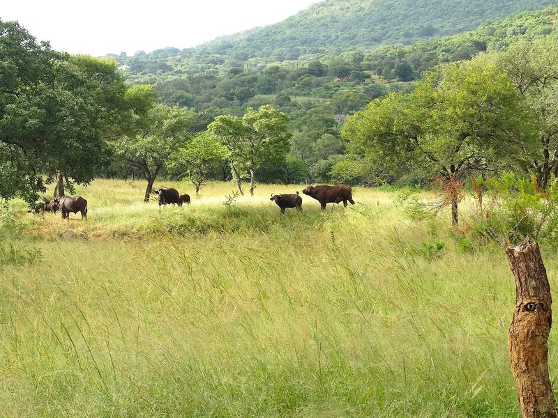 6612HA Game Farm Investment - Near Kruger National Park and Leopard Creek Golf - Photo 2