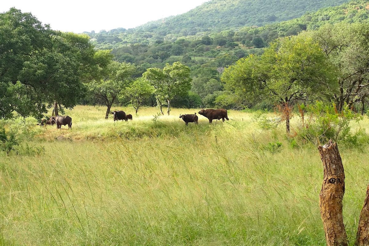 6612HA Game Farm Investment - Near Kruger National Park and Leopard Creek Golf - Photo 2