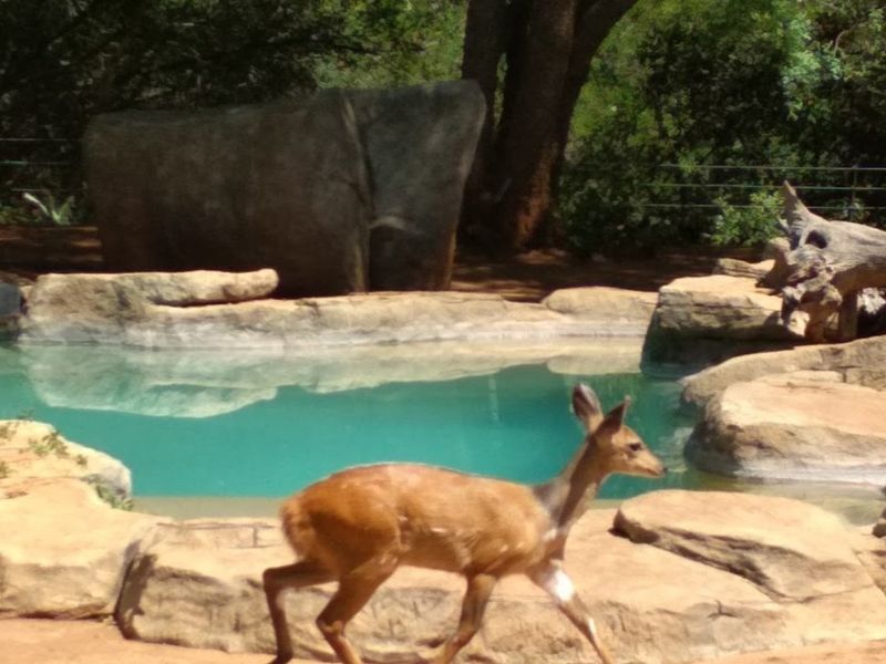 A naturalistic rock-lined swimming pool set within a landscaped garden area, featuring integrated stone features and surrounding mature trees.