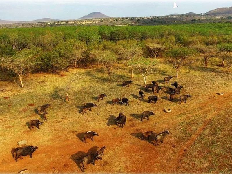 6612HA Game Farm Investment - Near Kruger National Park and Leopard Creek Golf - Photo 4