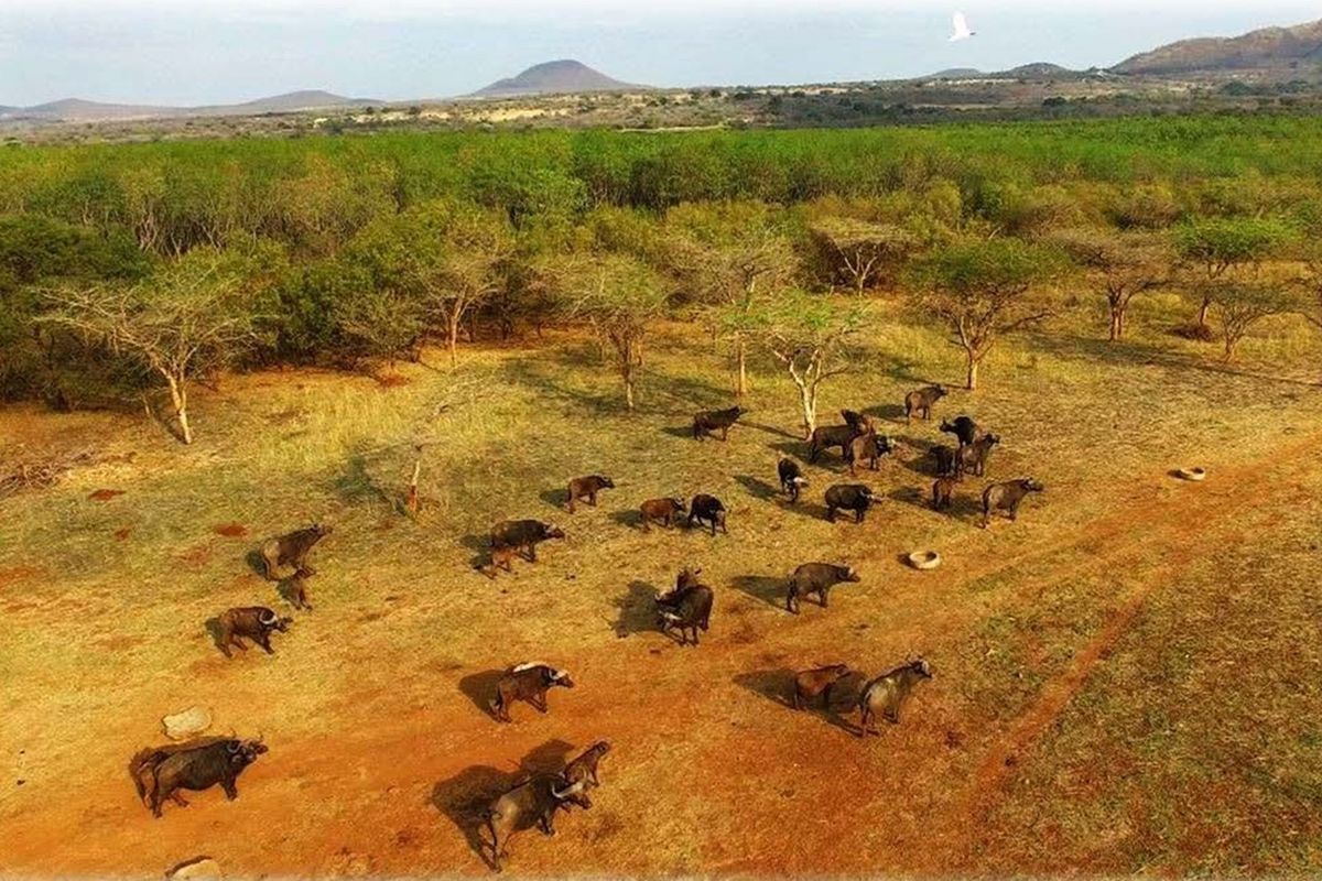 6612HA Game Farm Investment - Near Kruger National Park and Leopard Creek Golf - Photo 4