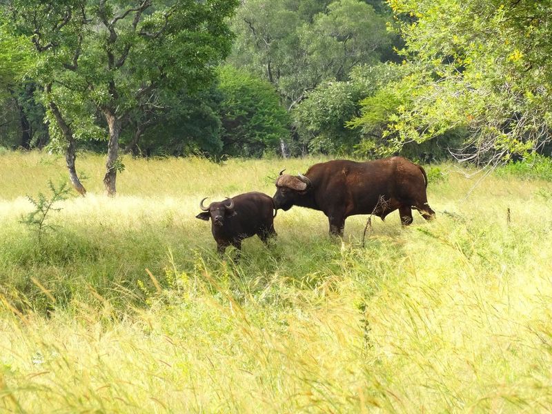 6612HA Game Farm Investment - Near Kruger National Park and Leopard Creek Golf - Photo 9