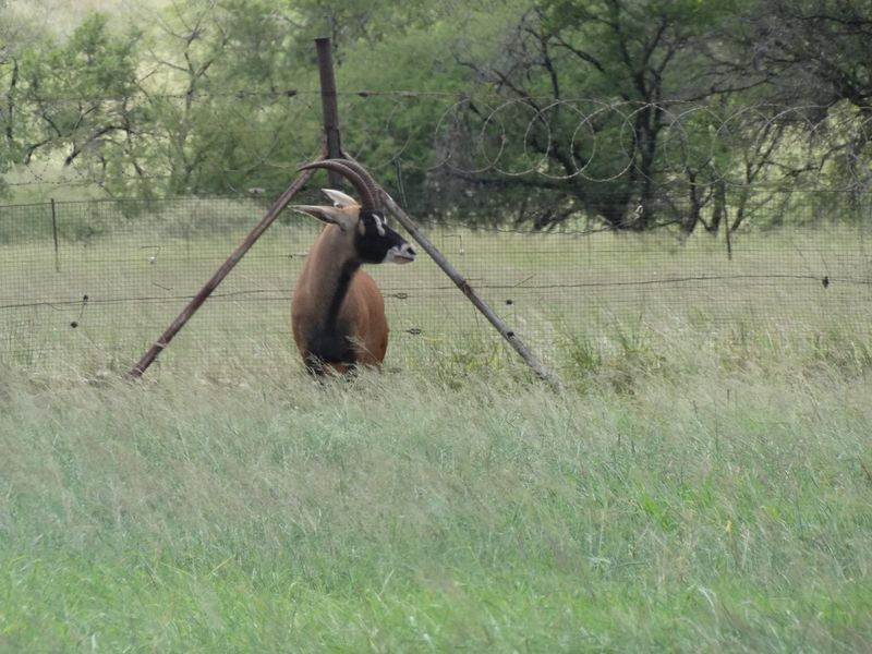 6612HA Game Farm Investment - Near Kruger National Park and Leopard Creek Golf - Photo 6