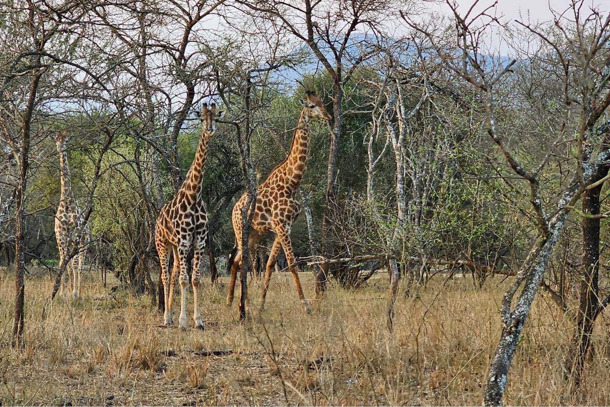 "Greenstone Wildlife: Luxurious Home Awaits You" - Photo 5