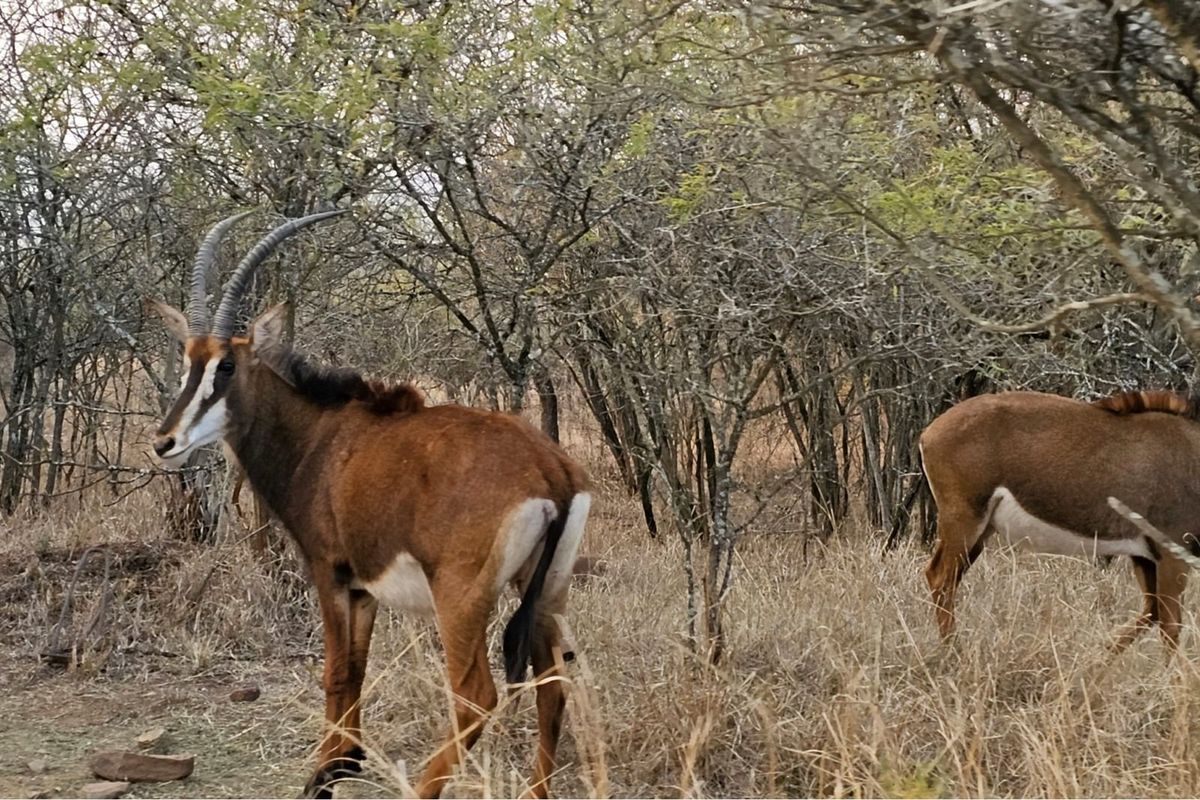 "Greenstone Wildlife: Luxurious Home Awaits You" - Photo 3