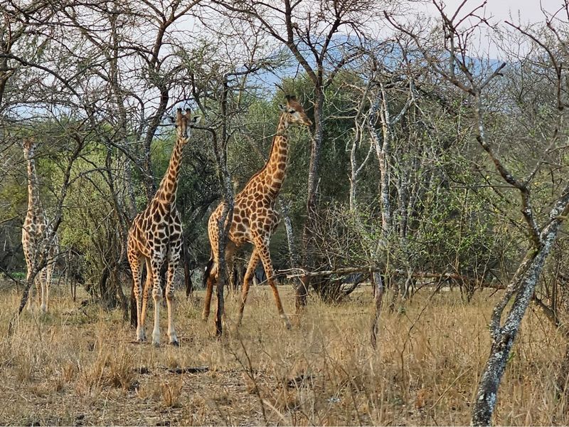 A natural landscape view featuring giraffes in a wooded area, showcasing the property's surrounding wildlife and natural environment.