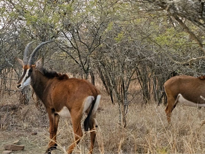A natural landscape view featuring wild antelope in a wooded bushveld environment.