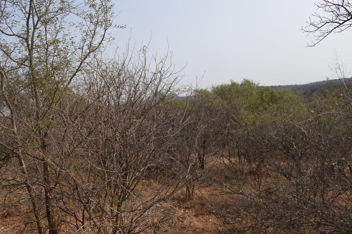 Beautifull plot in Elephant Rock Eco Estate with view over Balule Game Reserve. Urgent sale . - Photo 3