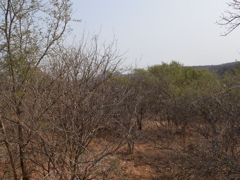 Beautifull plot in Elephant Rock Eco Estate with view over Balule Game Reserve. Urgent sale . - Photo 3