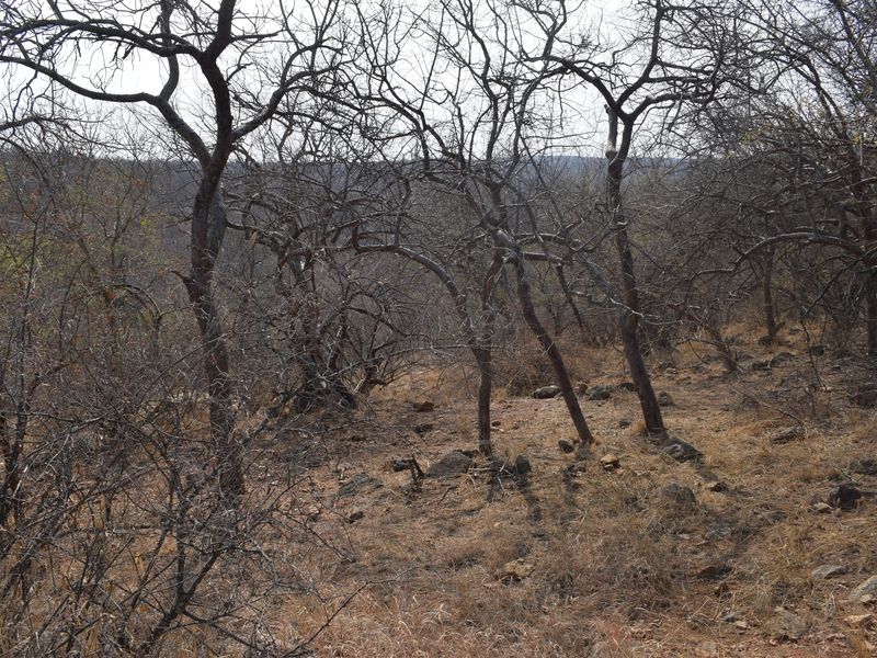 Beautifull plot in Elephant Rock Eco Estate with view over Balule Game Reserve. Urgent sale . - Photo 10