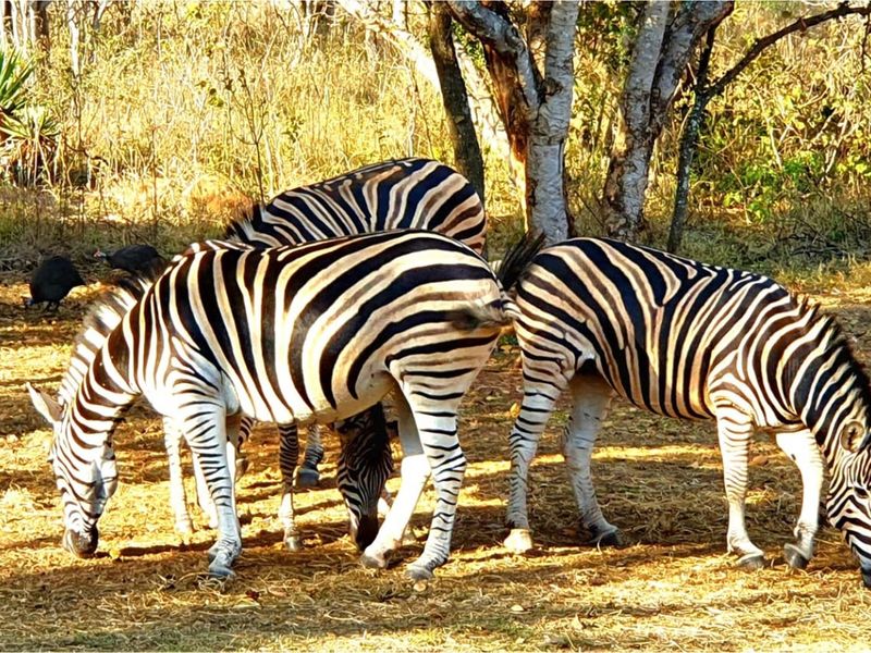 Dream Stand in a Quiet Cul-de-Sac - Kranspoort Lifestyle Awaits! - Photo 7