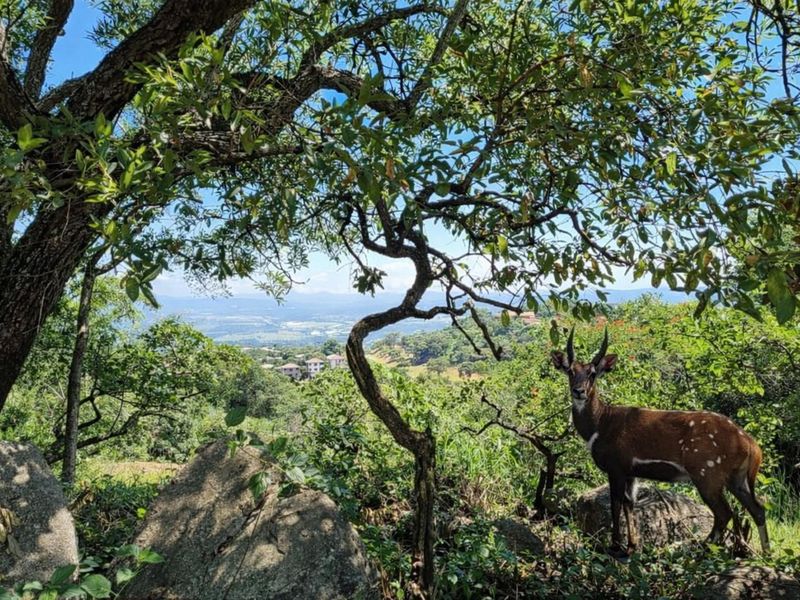 Build Your Dream Oasis with uninterrupted views close to the Kruger National Park - Photo 2