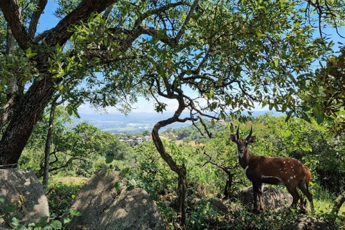 Build Your Dream Oasis with uninterrupted views close to the Kruger National Park - Photo 2