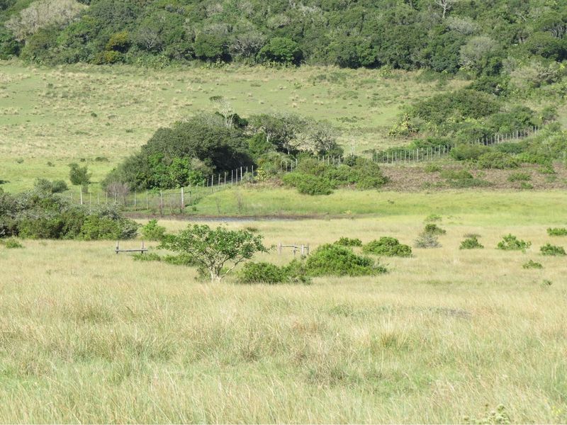 98 hecters of breathtaking farm land in the prestigious Kragga kamma Road and Colleen Glen area - Photo 9