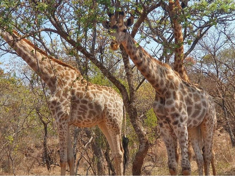 Verloren Estate vacant land  - Spectacular views & Indigenous trees and rock formations Pets OK - Photo 2
