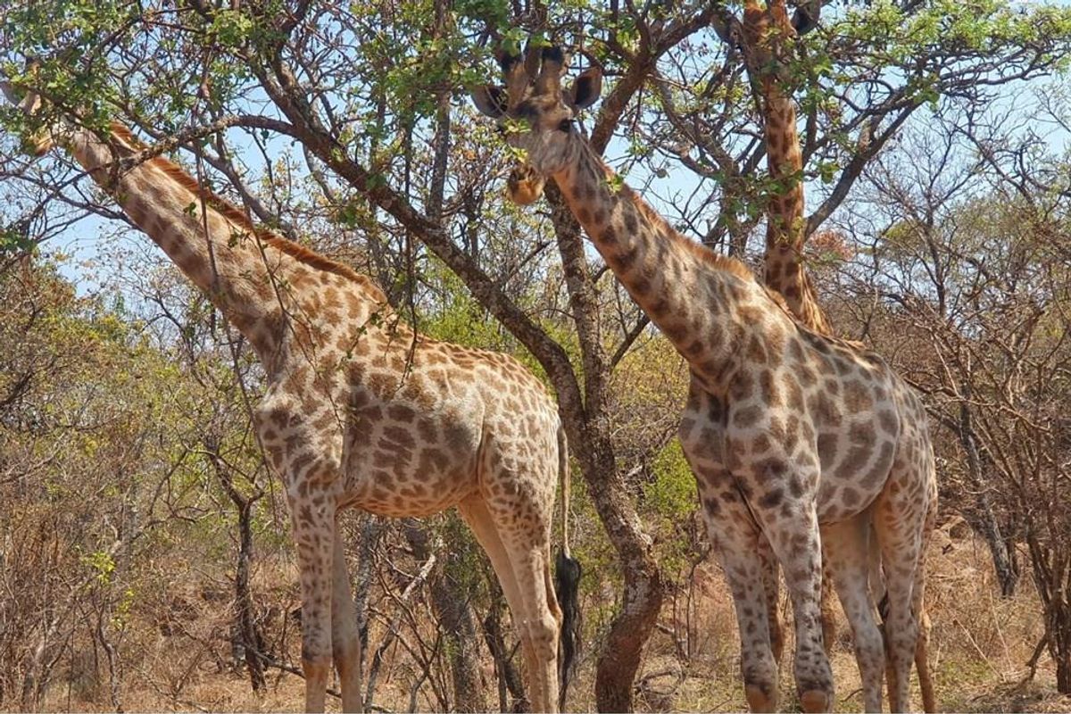 Verloren Estate vacant land  - Spectacular views & Indigenous trees and rock formations Pets OK - Photo 2