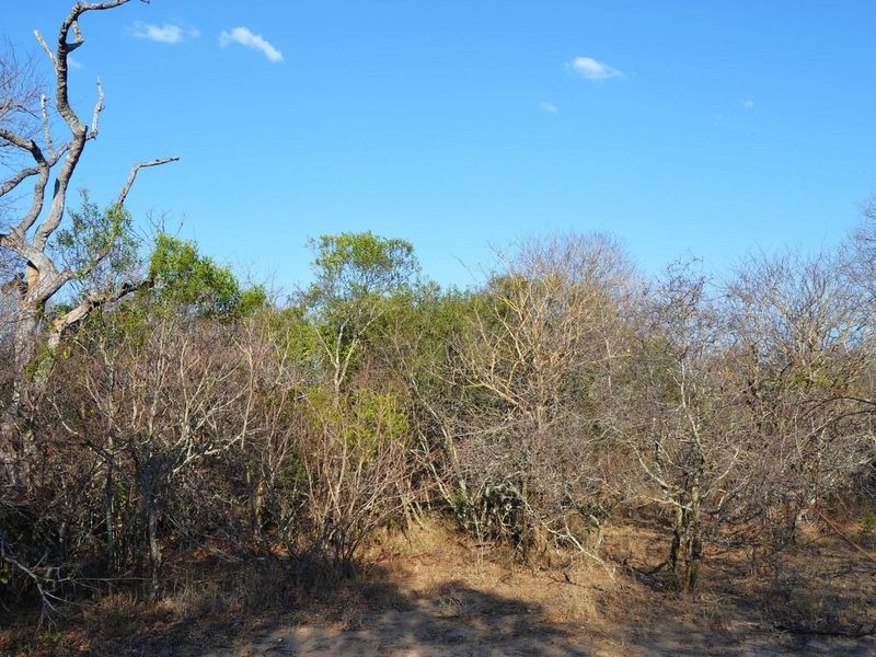 Live Among the Majestic: Luxury and Wildlife in Perfect Harmony - Photo 2