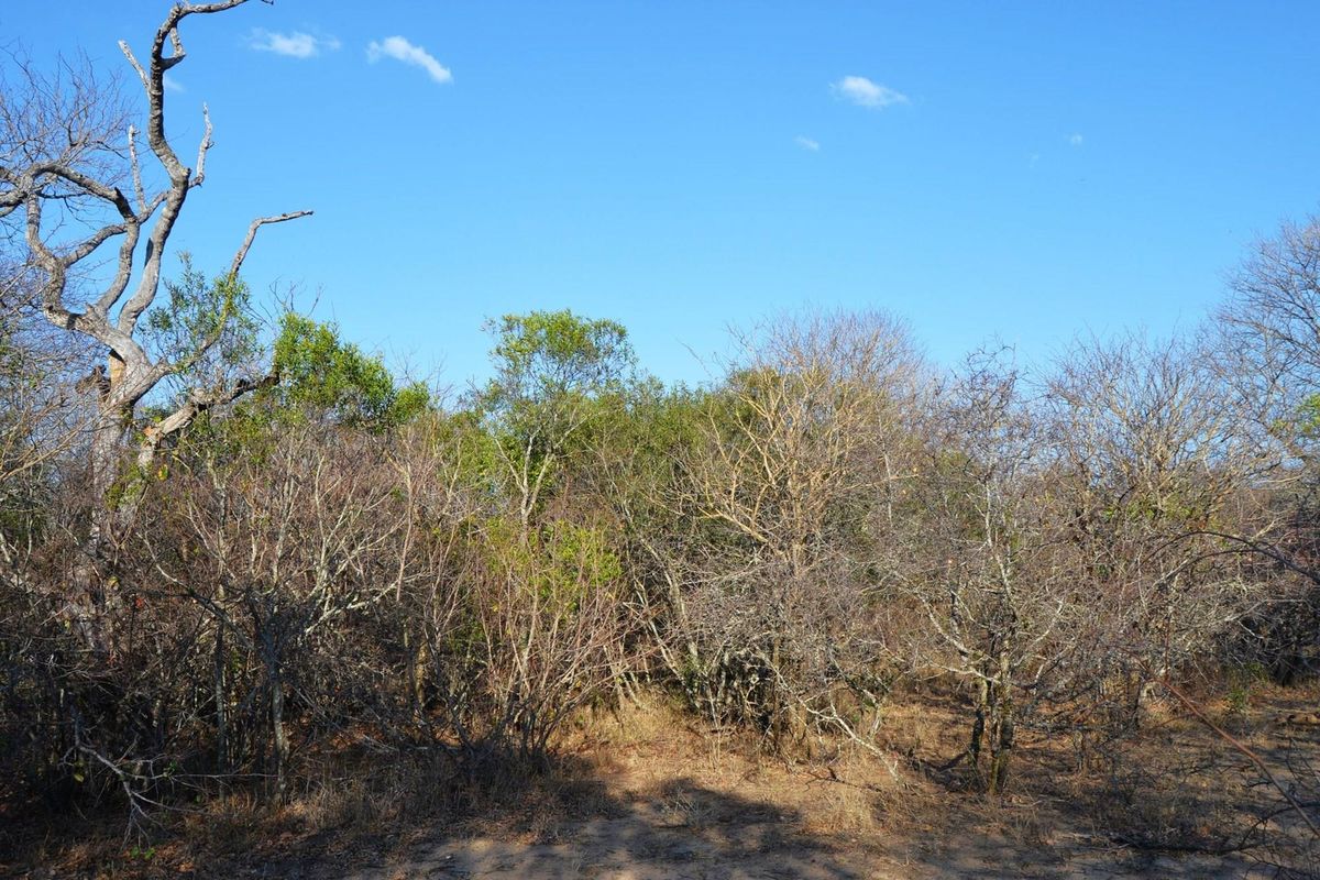 Live Among the Majestic: Luxury and Wildlife in Perfect Harmony - Photo 2