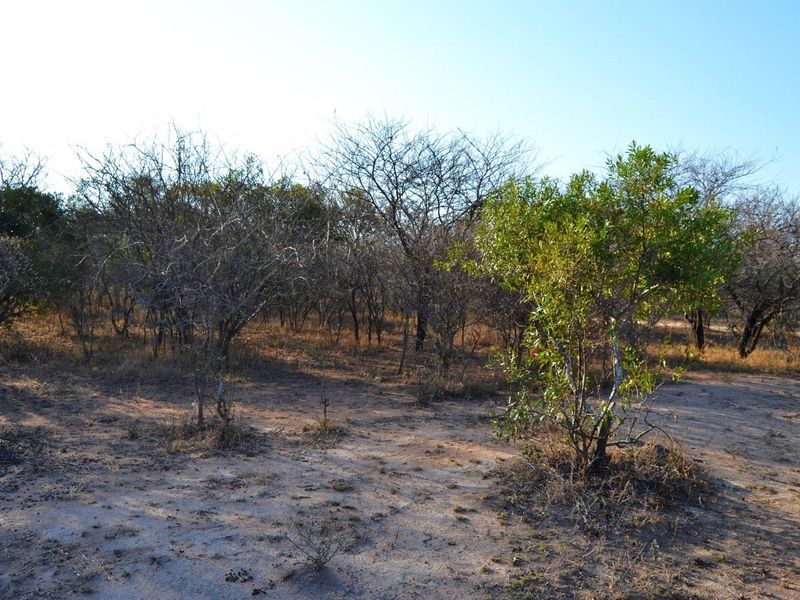 Live Among the Majestic: Luxury and Wildlife in Perfect Harmony - Photo 4