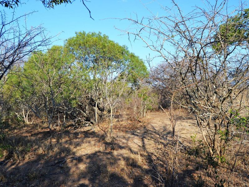 Live Among the Majestic: Luxury and Wildlife in Perfect Harmony - Photo 6