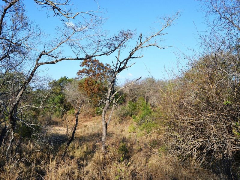 Live Among the Majestic: Luxury and Wildlife in Perfect Harmony - Photo 5